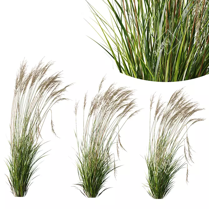 Elegant Moor Grass Decor Element 3D model image 1