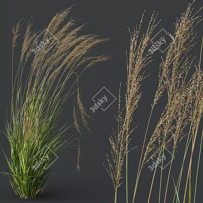 Elegant Moor Grass Decor Element 3D model image 2