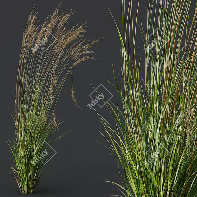 Elegant Moor Grass Decor Element 3D model image 3