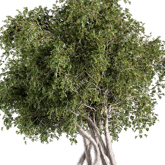 Sourwood Tree Set 167 3D model image 2