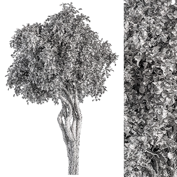 Sourwood Tree Set 167 3D model image 3