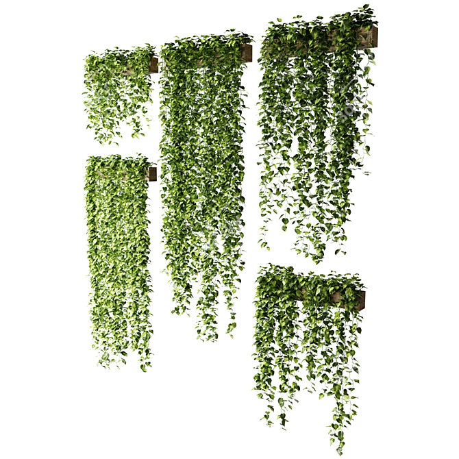 Hanging Epipremnum in Wooden Crates 3D model image 3