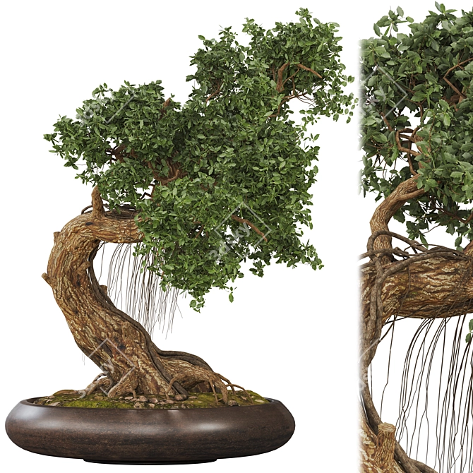 Bonsai 06 2014 3D Model 3D model image 2