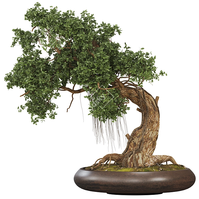 Bonsai 06 2014 3D Model 3D model image 3