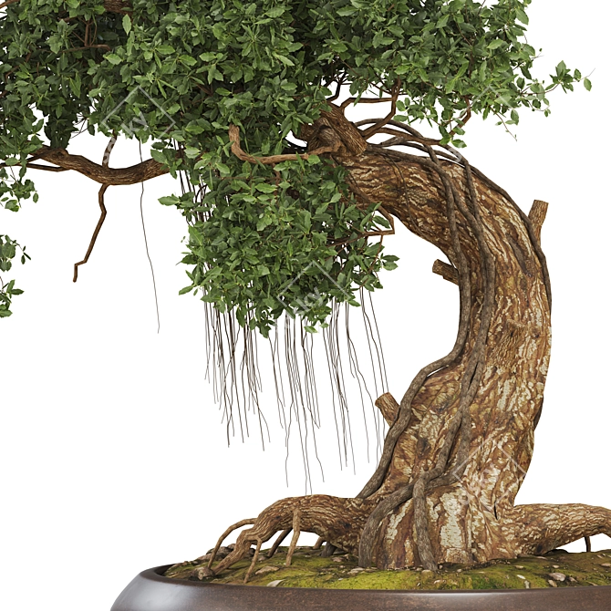 Bonsai 06 2014 3D Model 3D model image 5