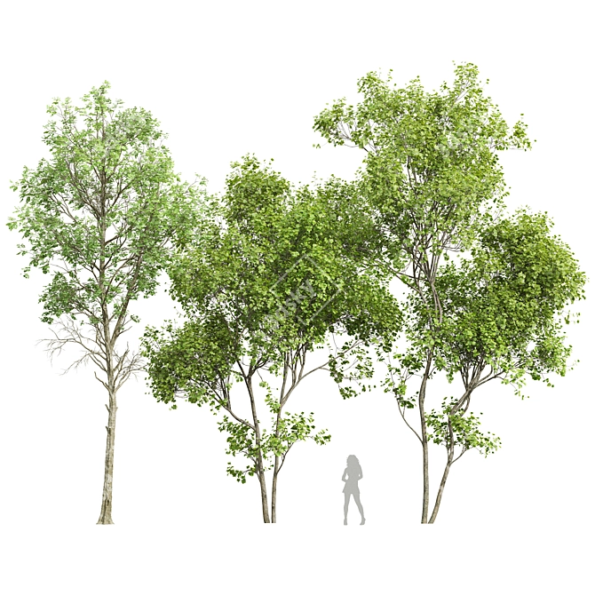 Summer 3D Tree Models Collection 3D model image 1