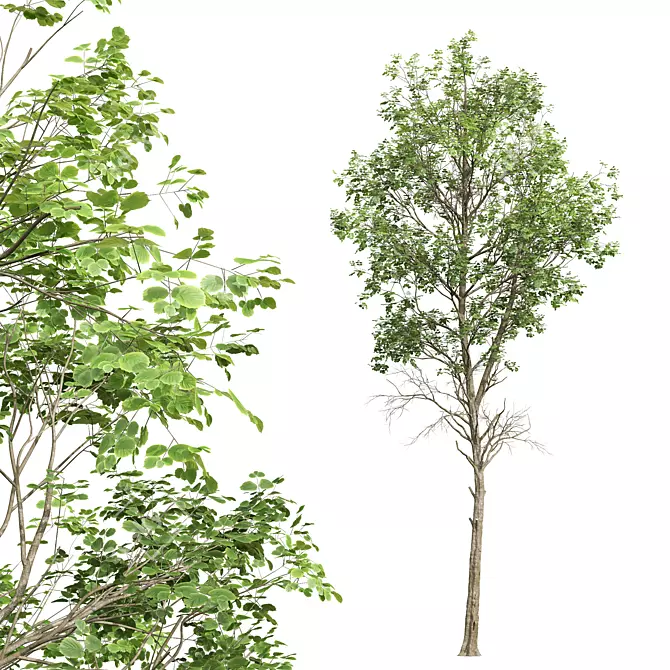 Summer 3D Tree Models Collection 3D model image 4