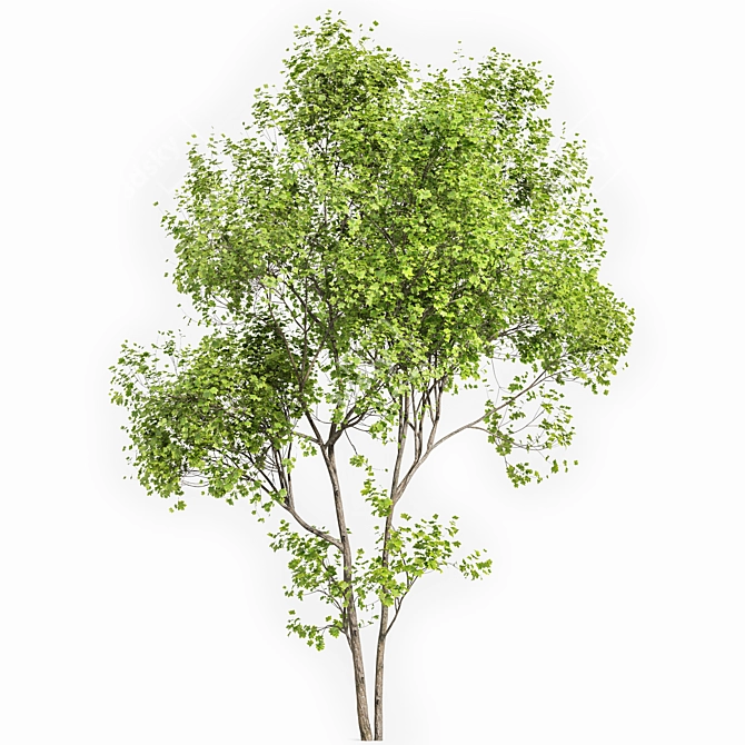 Summer 3D Tree Models Collection 3D model image 5