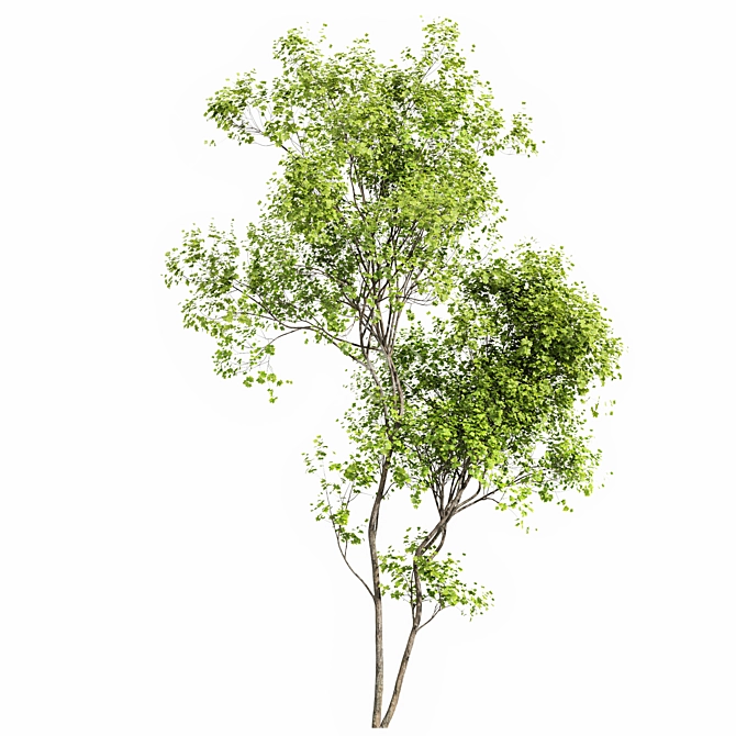 Summer 3D Tree Models Collection 3D model image 6