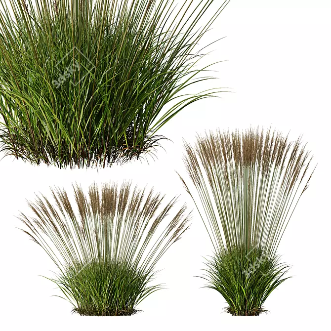 Elegant Molinia Caerulea Grass Model 3D model image 1