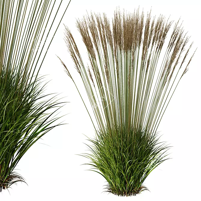 Elegant Molinia Caerulea Grass Model 3D model image 2