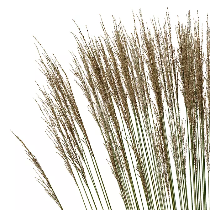 Elegant Molinia Caerulea Grass Model 3D model image 4