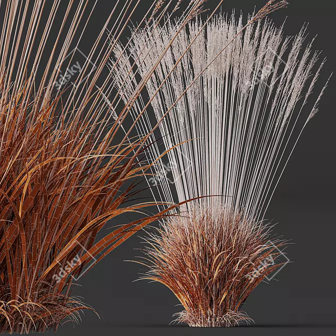 Elegant Molinia Caerulea Grass Model 3D model image 6