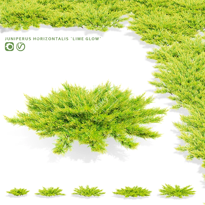 Lime Glow Juniperus Horizontalis Bushes 3D model image 1