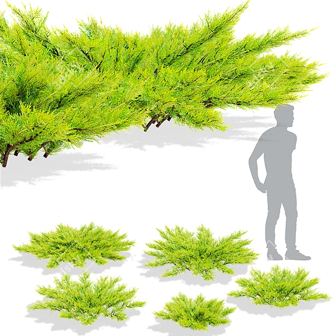 Lime Glow Juniperus Horizontalis Bushes 3D model image 4