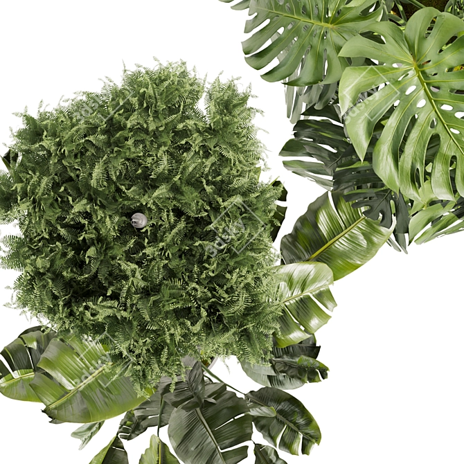 Quality Hanging Plant Collection - Palm, Banana, Monstera 3D model image 6