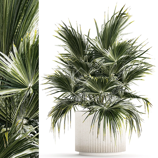 Tropical Palm Plant in Concrete Vase 3D model image 1