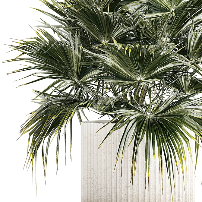 Tropical Palm Plant in Concrete Vase 3D model image 4