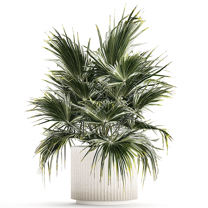 Tropical Palm Plant in Concrete Vase 3D model image 5