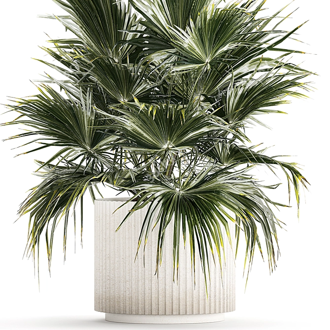 Tropical Palm Plant in Concrete Vase 3D model image 6