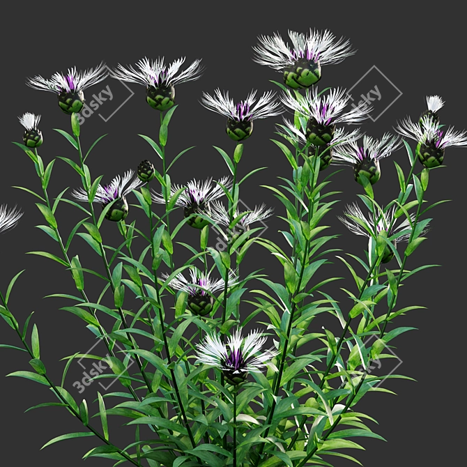 Versatile 3D Centaurea Plant Models 3D model image 2