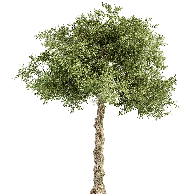 Sourwood Tree Set 177 3D model image 1