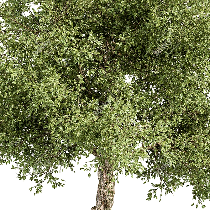 Sourwood Tree Set 177 3D model image 2
