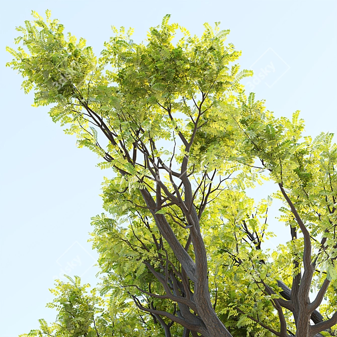 Tamarindus Tree 3D Model Collection 3D model image 3