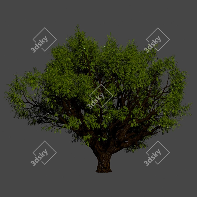 Tamarindus Tree 3D Model Collection 3D model image 7