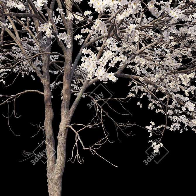 Black Cherry Tree Model (Spring) 3D model image 4