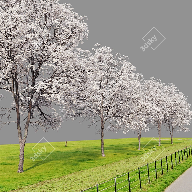 Black Cherry Tree Model (Spring) 3D model image 6