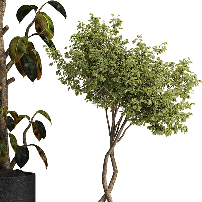  Max 2015 Indoor Plant Set 3D model image 3