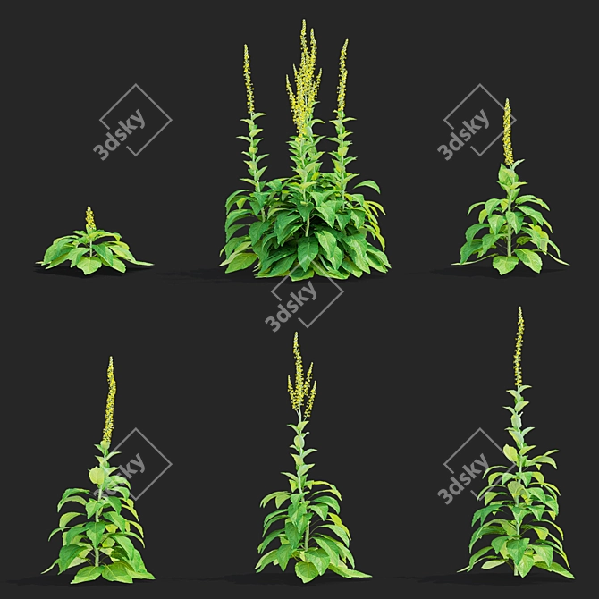 Verbascum Flower Collection 3D Models 3D model image 2