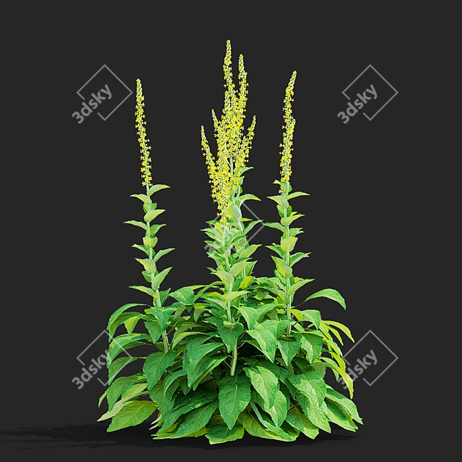 Verbascum Flower Collection 3D Models 3D model image 5