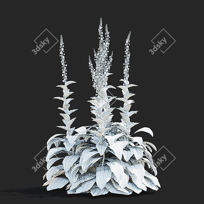 Verbascum Flower Collection 3D Models 3D model image 6