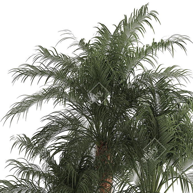 Exotic Phoenix Robelena Palm in White Flower Pot 3D model image 5