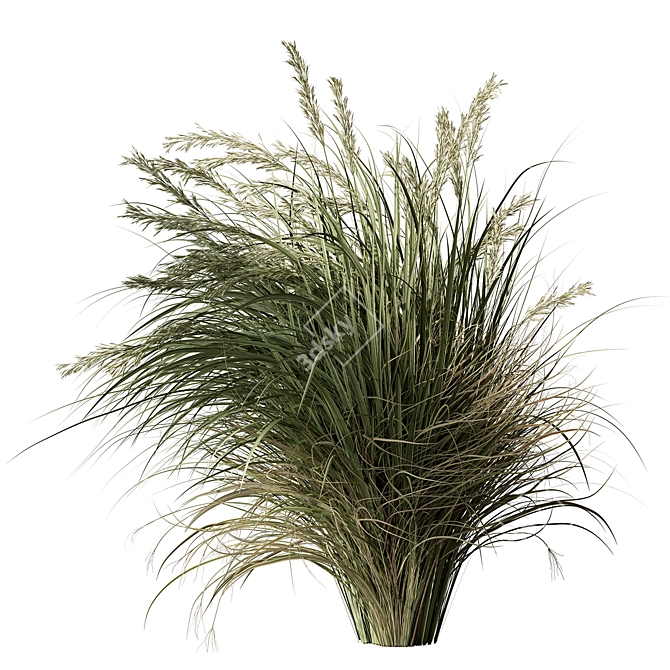 Set of Two Tall Grasses 3D model image 2