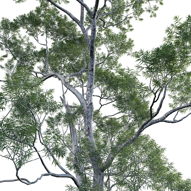 Versatile 3D Eucalyptus Plant Models 3D model image 3