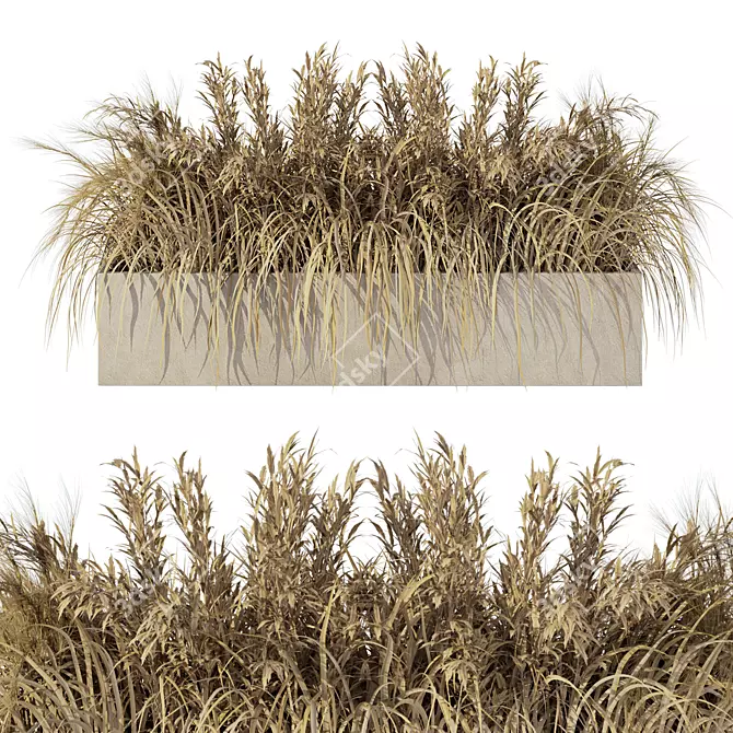 Natural Outdoor Pampas Grass Decor 3D model image 3