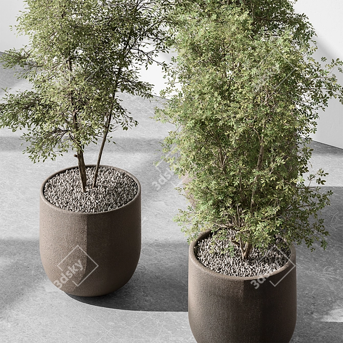 Sapling Tree Indoor Plant 543 3D model image 2