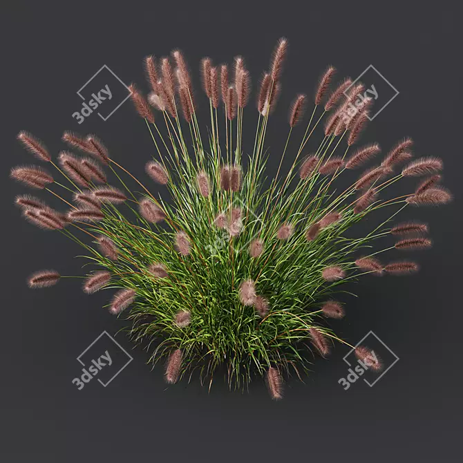 Fountain Grass Pennisetum Ornamental Plumes 3D model image 2