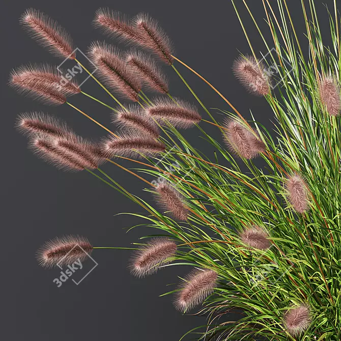 Fountain Grass Pennisetum Ornamental Plumes 3D model image 4