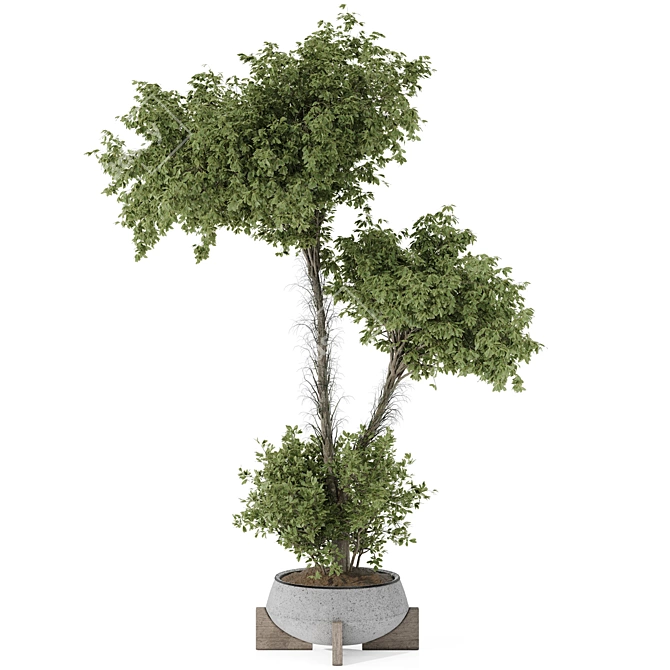 Title: Indoor Olive Bonsai Collection 3D model image 1