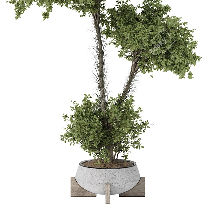 Title: Indoor Olive Bonsai Collection 3D model image 3