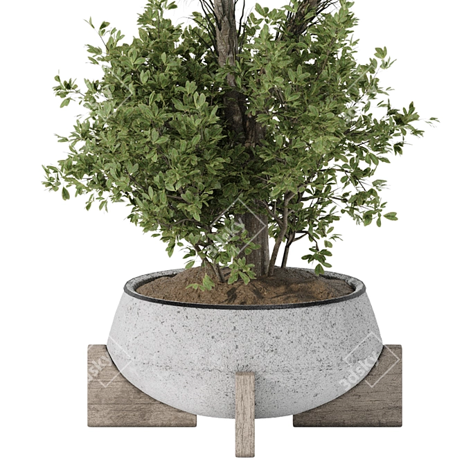 Title: Indoor Olive Bonsai Collection 3D model image 4