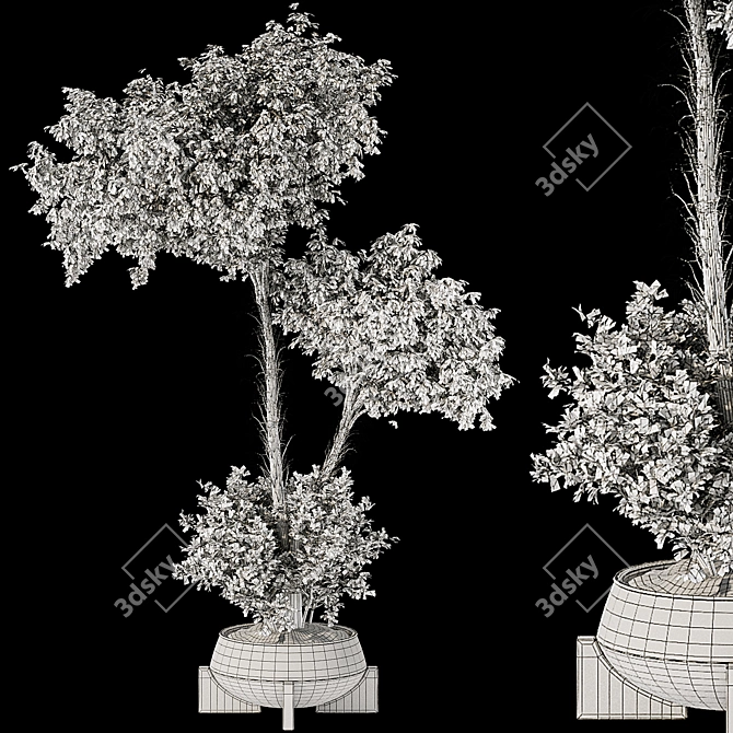 Title: Indoor Olive Bonsai Collection 3D model image 7