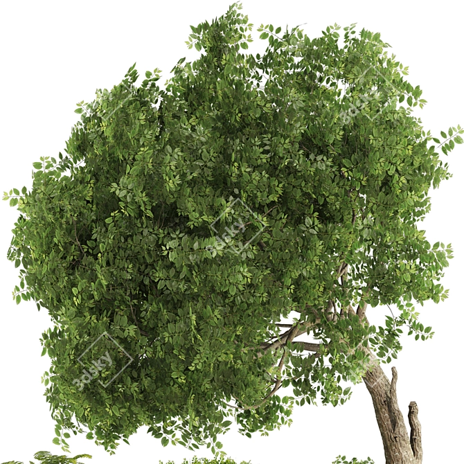 Lush Garden Tree & Bush Set 3D model image 11