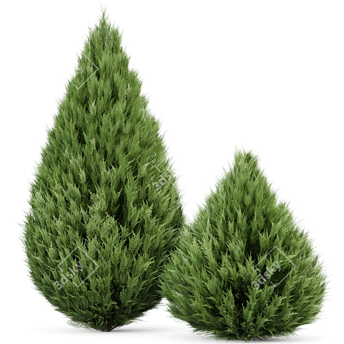 Cypress 3D Models Collection 3D model image 4