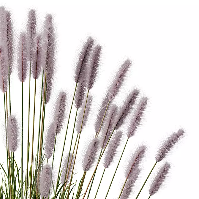 Ornamental Pennisetum Fountain Grass 3D model image 3