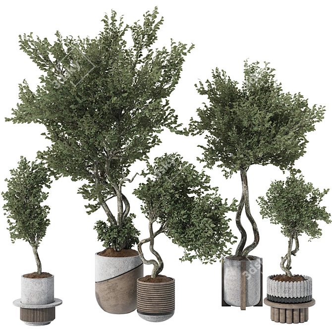 Indoor Bonsai Olive Tree | 3D Model 3D model image 1